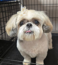 You Dirty Dog - Photo 6 - Car repair in Spokane Valley, WA, Spokane