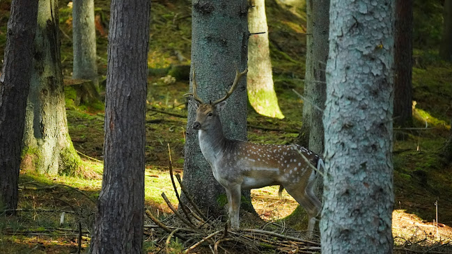 Opinii despre Rye Nørskov Gods în Ry - Ejendomsmægler