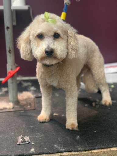 Happy Tails Grooming Boutique