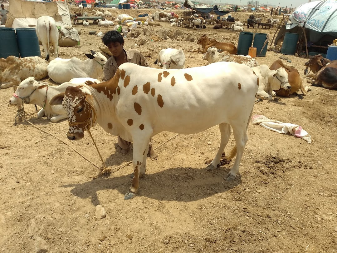 Karachi Cow Market