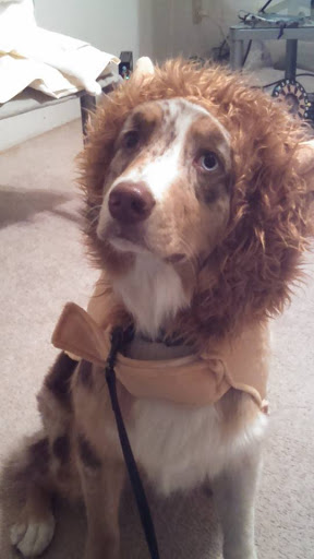 Subaru Dealer «Dunning Subaru», reviews and photos, 3771 Jackson Rd, Ann Arbor, MI 48103, USA