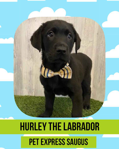 Pet Store «Pet Express», reviews and photos, 250 Granite St, Braintree, MA 02184, USA