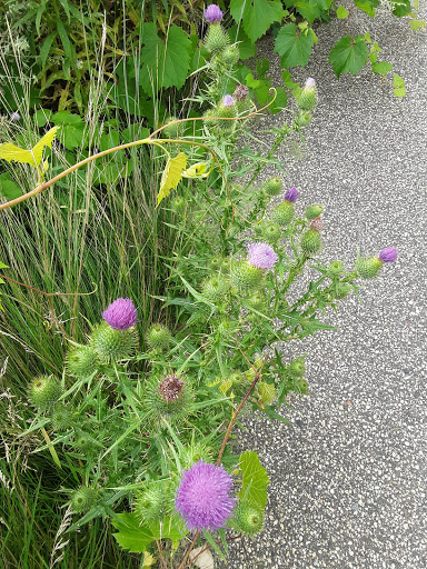 Park «Bass Lake Park», reviews and photos, 3450 Glenhurst Ave, Minneapolis, MN 55416, USA