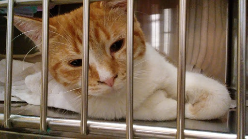 Pet Supply Store «PetSmart», reviews and photos, 3540 Youngfield St, Wheat Ridge, CO 80033, USA