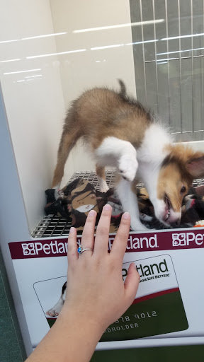 Pet Store «Petland Montgomery», reviews and photos, 7127 Eastchase Pkwy, Montgomery, AL 36117, USA