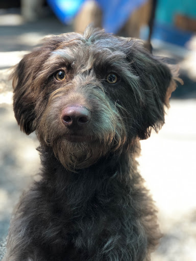 Pet Groomer «Doggie Style Bowtique», reviews and photos, 1713 Westport Rd, Kansas City, MO 64111, USA