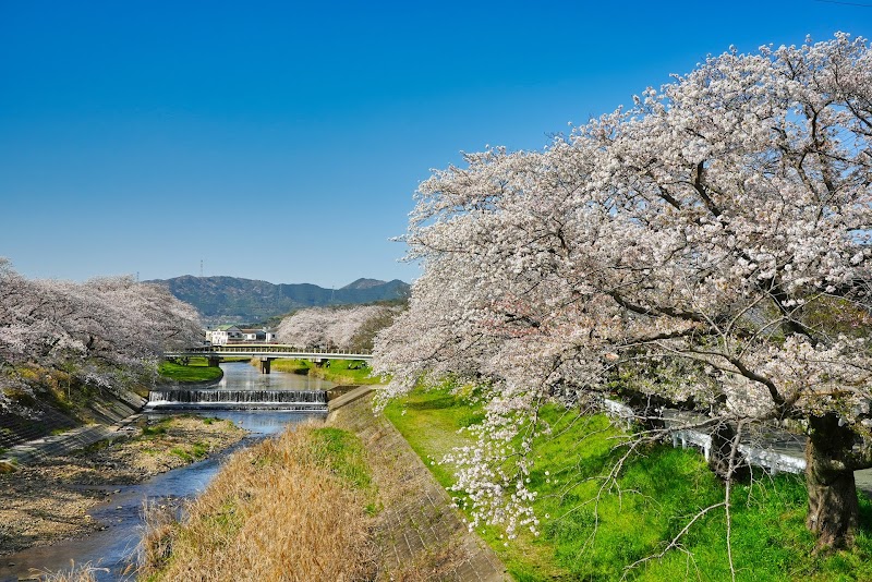 音羽川の桜並木