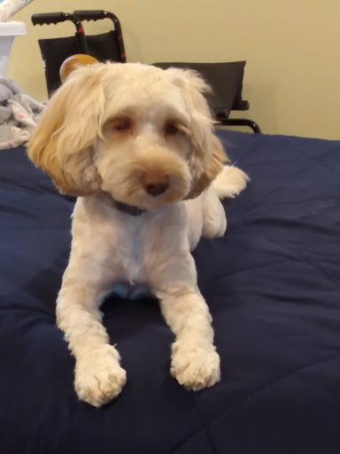 Pet Supply Store «Petco Animal Supplies», reviews and photos, 21700 Market Pl NW, Poulsbo, WA 98370, USA