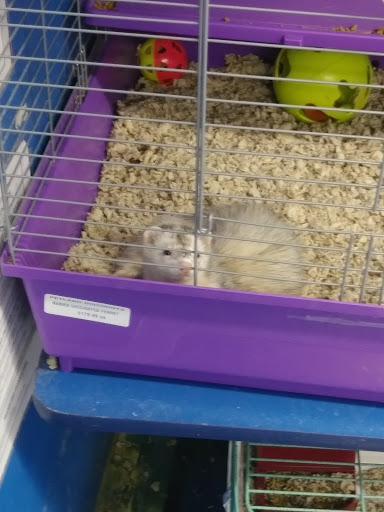 Pet Supply Store «Petland Discounts - Bayonne», reviews and photos, 533 Broadway, Bayonne, NJ 07002, USA