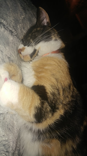 Pet Supply Store «Pet Mania», reviews and photos, 7901 Falls of Neuse Rd, Raleigh, NC 27615, USA