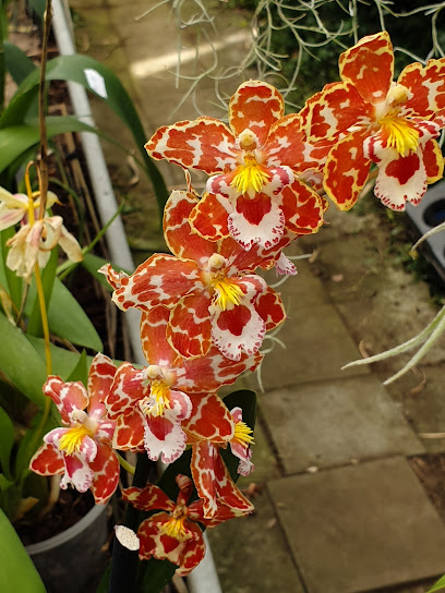 Orchids Dekor
