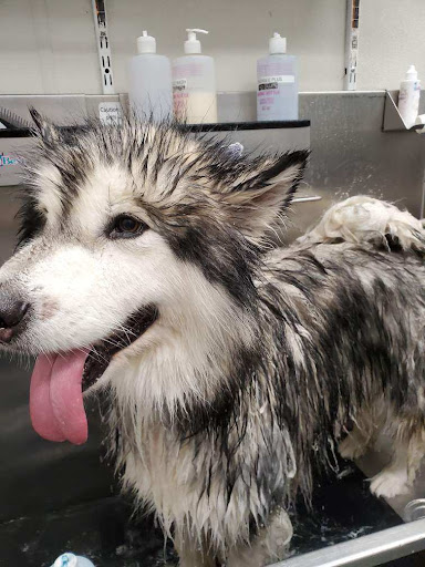 Pet Supply Store «Pet Supplies Plus», reviews and photos, 8170 E Broad St, Reynoldsburg, OH 43068, USA