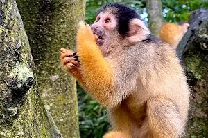 Squirrel Monkey Forest image