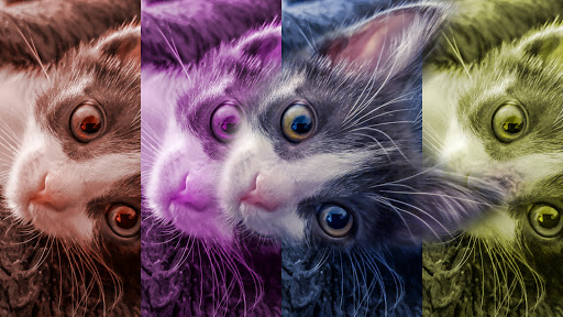 Pet Store «Choice Pet Market», reviews and photos, 15681 N Hayden Rd #114, Scottsdale, AZ 85260, USA