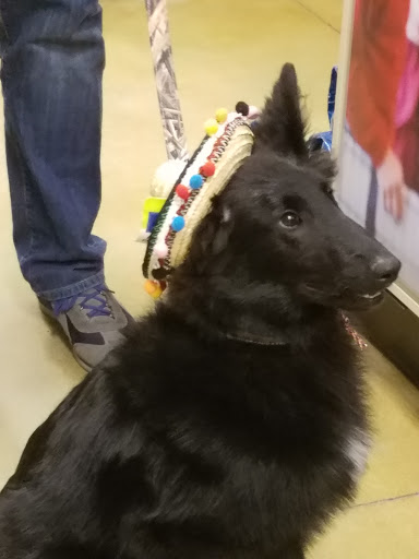 Pet Supply Store «PetSmart», reviews and photos, 700 Lafayette Rd #211, Seabrook, NH 03874, USA