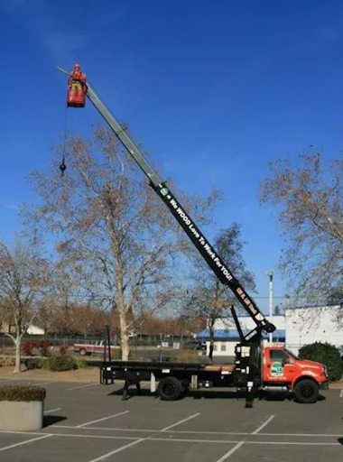 Big Ts Trees image