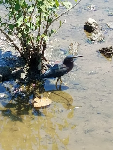 Park «William E. “Bill” Clark Presidential Park Wetlands», reviews and photos, President Clinton Ave, Little Rock, AR 72201, USA