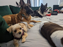 Raquel's Senior Dog Bed & Breakfast - Photo 5 - Car repair in San Diego, CA, San Diego