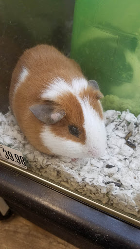 Pet Supply Store «Pet Supplies Plus», reviews and photos, 3644 Long Beach Rd, Oceanside, NY 11572, USA