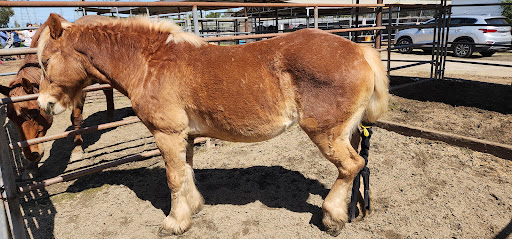 Pony Time at Lakewood Equestrian Center image