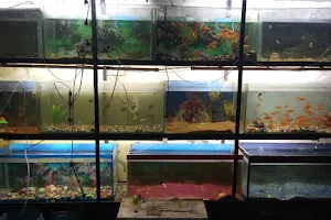 Arowana Aquarium image
