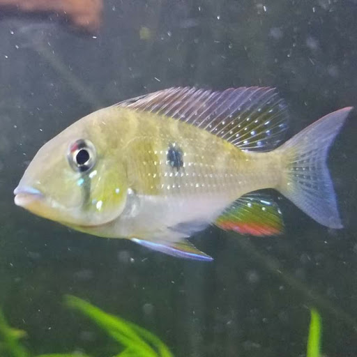 Pet Store «Animal Instincts Aquarium and Pet Center», reviews and photos, 811 Plymouth Ave, Fall River, MA 02721, USA