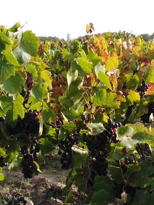 Gaec des Gazons à Vieillevigne