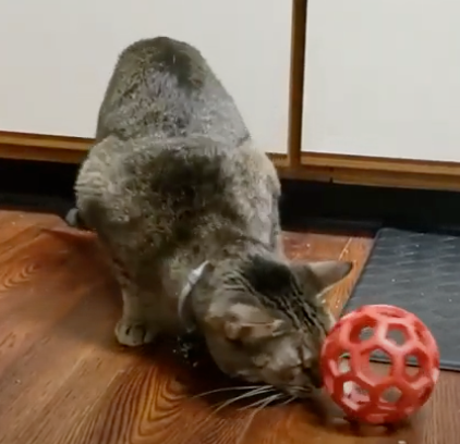 Pet Supply Store «Pet X Supplies & Tack», reviews and photos, 132 W Highland Rd Suite 101, Howell, MI 48843, USA