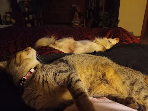 Elsberry Animal Hospital