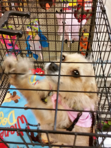 Pet Supply Store «PetSmart», reviews and photos, 6348 Foothill Blvd, Tujunga, CA 91042, USA