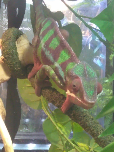 Pet Store «Off The Hook Exotics Pet Shop», reviews and photos, 926 5th Ave, Coraopolis, PA 15108, USA