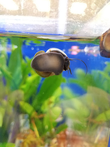 Pet Supply Store «Petco Animal Supplies», reviews and photos, 7215 170th Ave NE #115, Redmond, WA 98052, USA