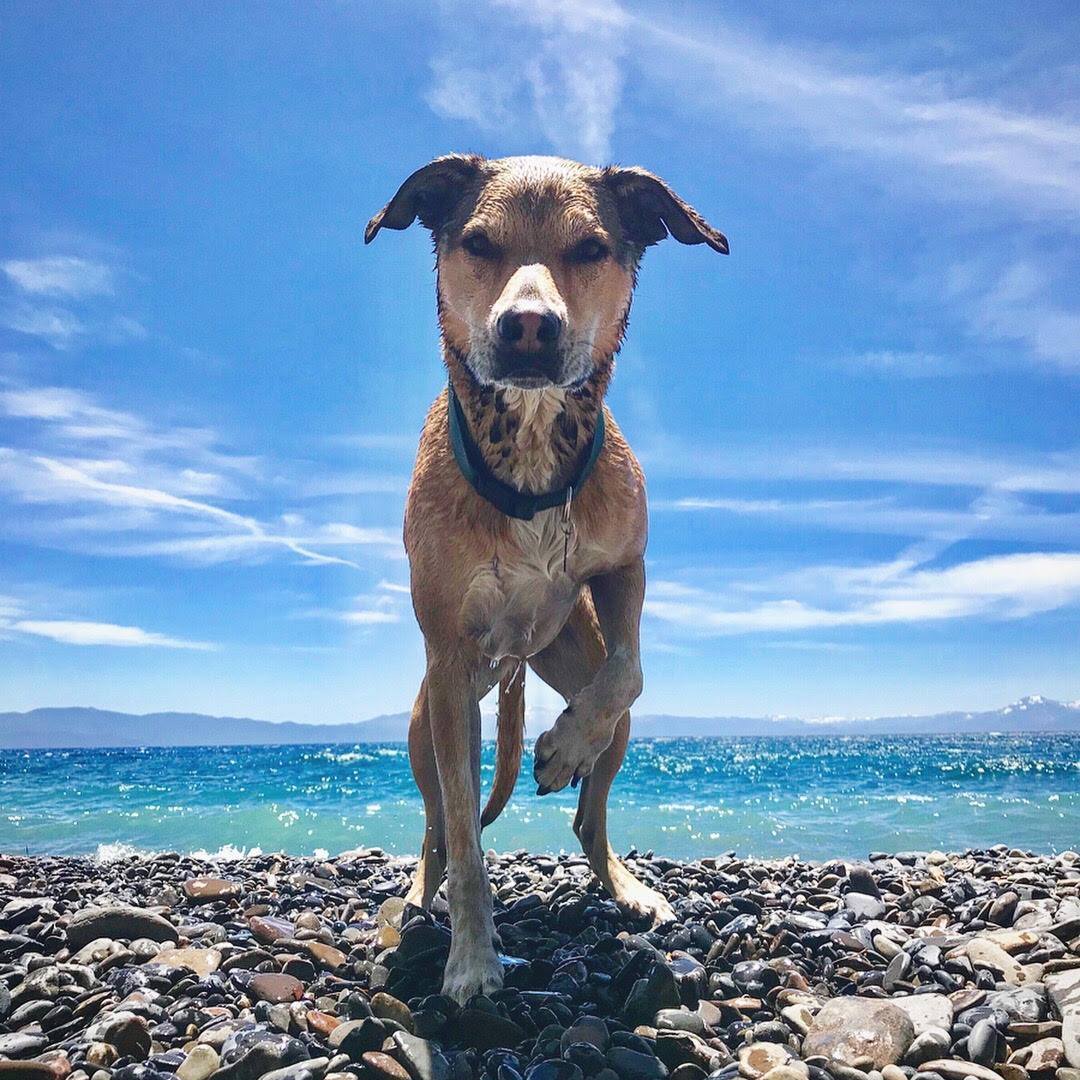 Tahoe Adventure Pups