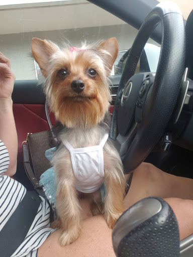 Pet Store «La Bone Pet Spa», reviews and photos, 8739 Stirling Rd, Cooper City, FL 33328, USA