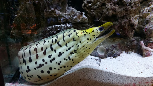 Pet Store «Moby Dick Pet Store Inc», reviews and photos, 3700 Sashabaw Rd, Waterford Twp, MI 48329, USA