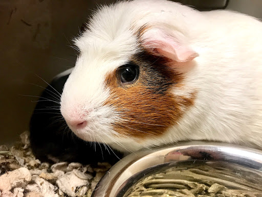 Pet Supply Store «PetSmart», reviews and photos, 450 Fairview Ave, Hudson, NY 12534, USA