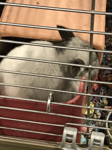 Pet Supply Store «Petco Animal Supplies», reviews and photos, 3115 Iowa St, Lawrence, KS 66046, USA