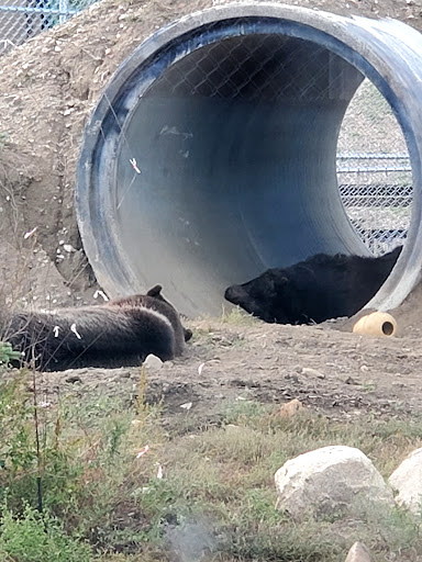 Big Bear Alpine Zoo image