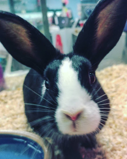 Pet Store «Friendly Pets», reviews and photos, 625 Friendly Center Rd, Greensboro, NC 27408, USA