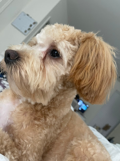 Pet Supply Store «Petco Animal Supplies», reviews and photos, 5263 Campbell Blvd, Nottingham, MD 21236, USA