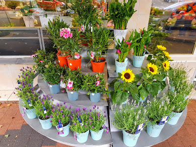Monceau Fleurs à Chelles