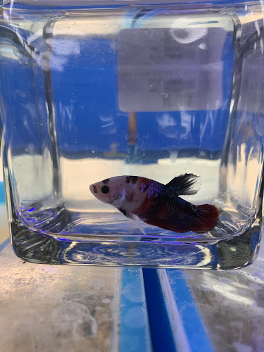 Pet Supply Store «Pet Supermarket», reviews and photos, 10291 Pines Blvd, Pembroke Pines, FL 33026, USA