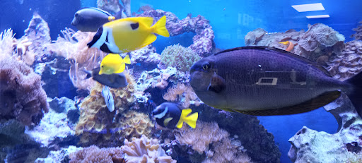 Tropical Fish Store «Saltwater Paradise», reviews and photos, 1313 W Airport Fwy, Irving, TX 75062, USA