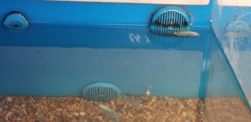 Pet Supply Store «PetSmart», reviews and photos, 7850 W Commercial Blvd, Lauderhill, FL 33351, USA