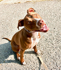 Camp K-9 - Photo 2 - Car repair in , Asheville