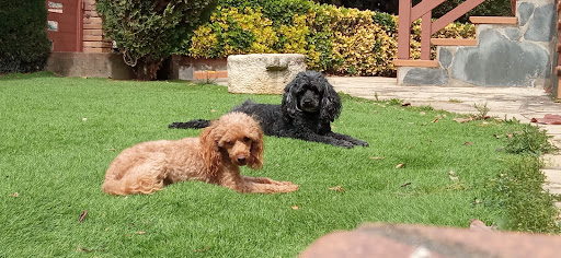 Gvet - Centre Veterinari en Sant Pere de Vilamajor