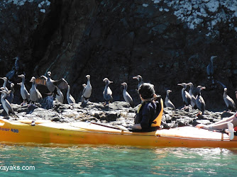 Akaroa Guided Kayak Safari