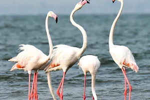 Jayakwadi Bird Sanctuary image