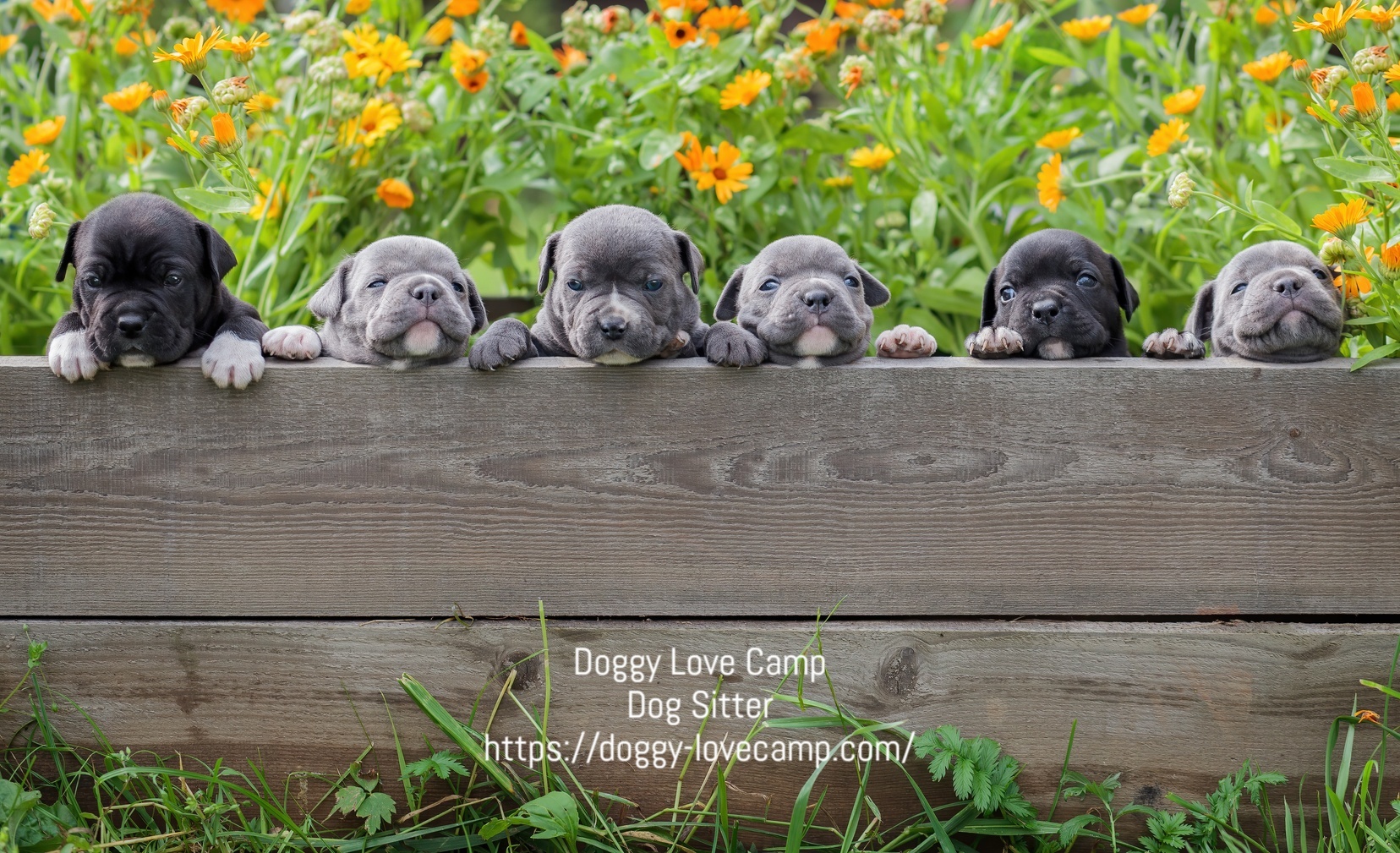 Doggy Love Camp