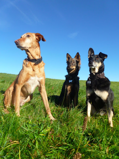 Dog training classes Bristol